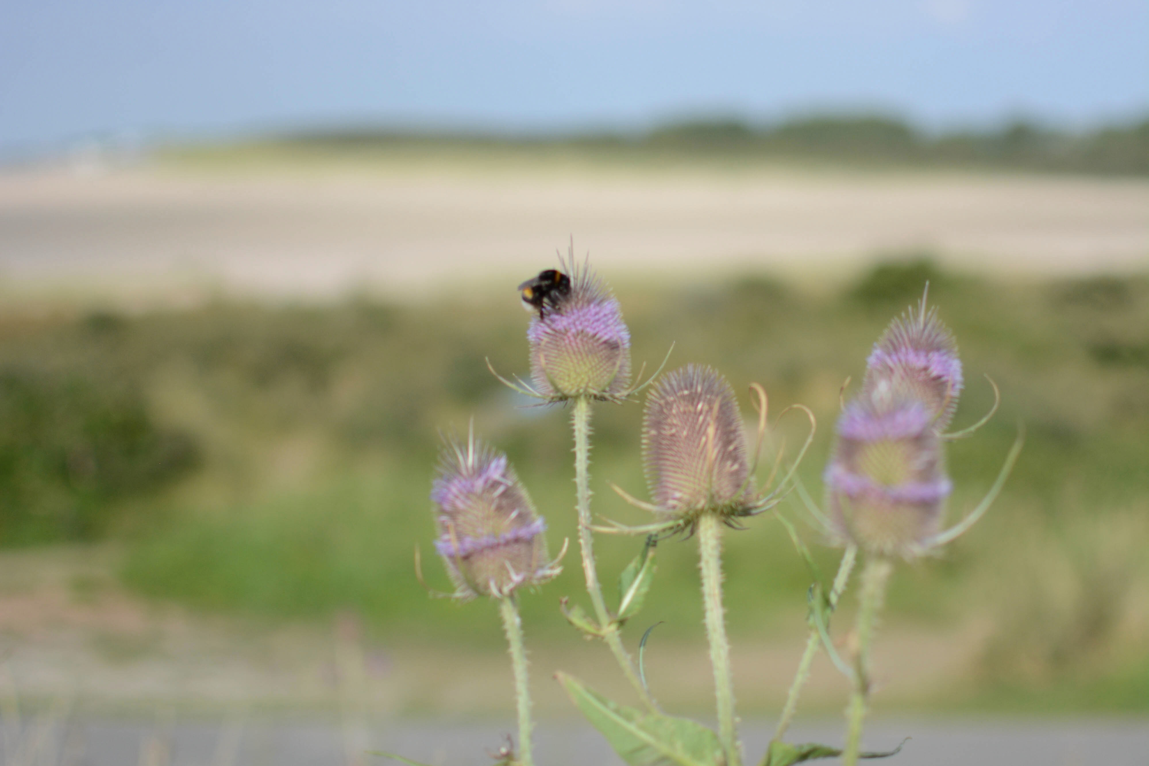 Der Sommer ist da