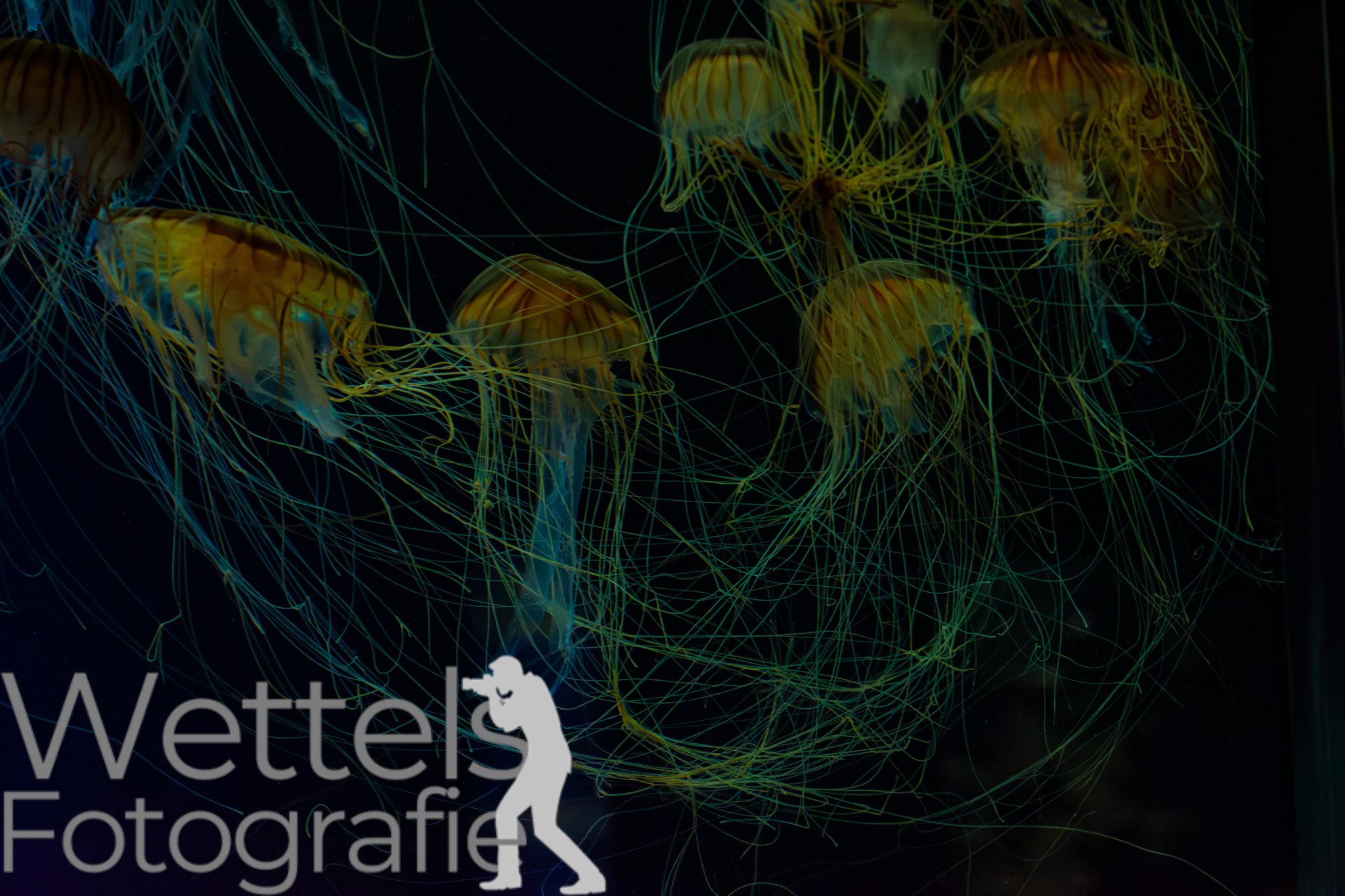 Wettels Fotografie – Aufnahme
